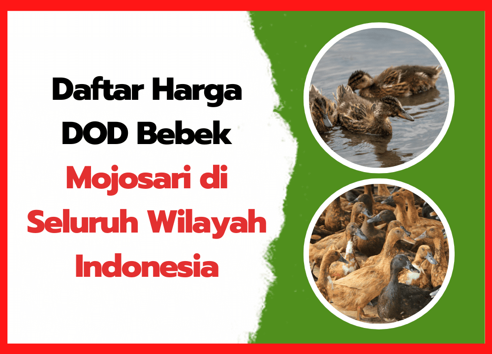Daftar Harga DOD Bebek Mojosari di Seluruh Wilayah Indonesia | cover
