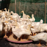Pakan Bebek Peking 100 Ekor: Takaran dan Ransum Lengkap