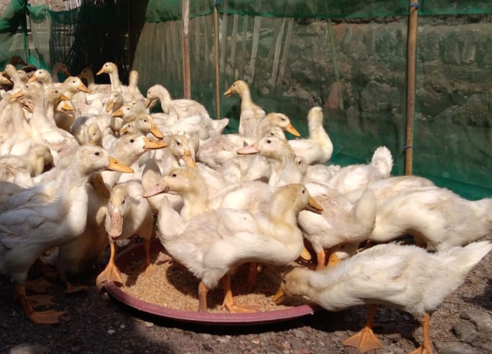 Pakan Bebek Peking 100 Ekor: Takaran dan Ransum Lengkap