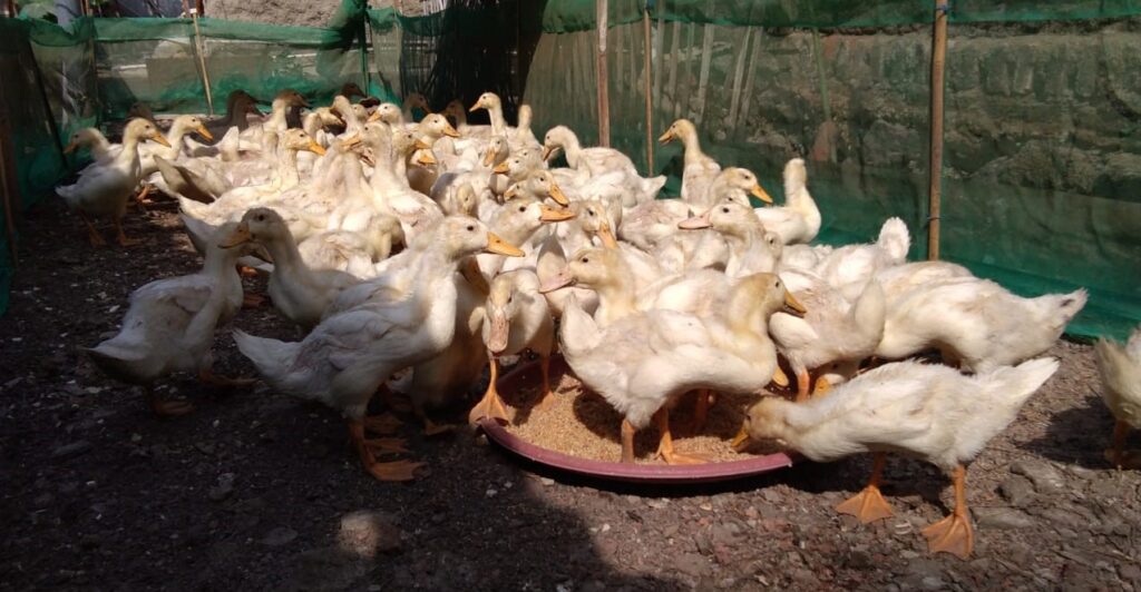 Ciri khas bebek peking saat usia dewasa yaitu memiliki bulu berwarna putih