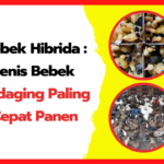Bebek-Hibrida-Jenis-Bebek-Pedaging-Paling-Cepat-Panen
