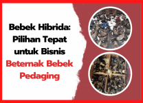 Bebek Hibrida: Pilihan Tepat untuk Bisnis Beternak Bebek Pedaging Bebek Hibrida Pilihan Tepat untuk Bisnis Beternak Bebek Pedaging | cover