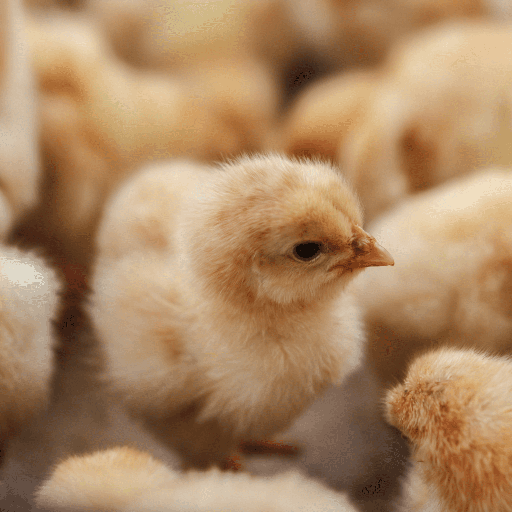 Salah satu ciri DOC Ayam Petelur yang sehat yakni mata terlihat cerah dan bulu tidak kusam