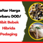 Daftar-Harga-Terbaru-DOD-Bibit-Bebek-Hibrida-Pedaging