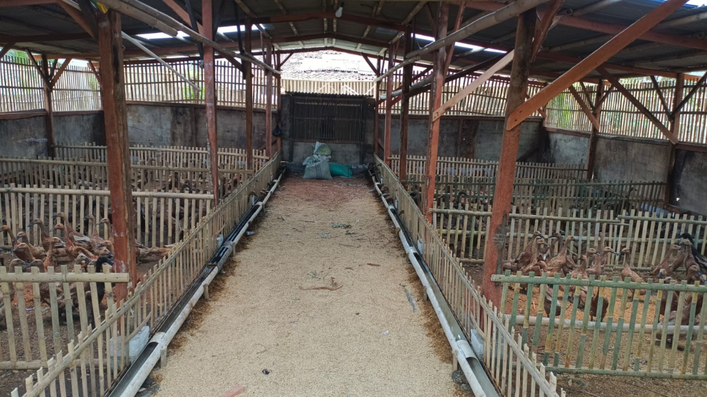 Beternak bebek mojosari dapat menjadi peluang bisnis yang mendatangkan keuntunggan banyak.