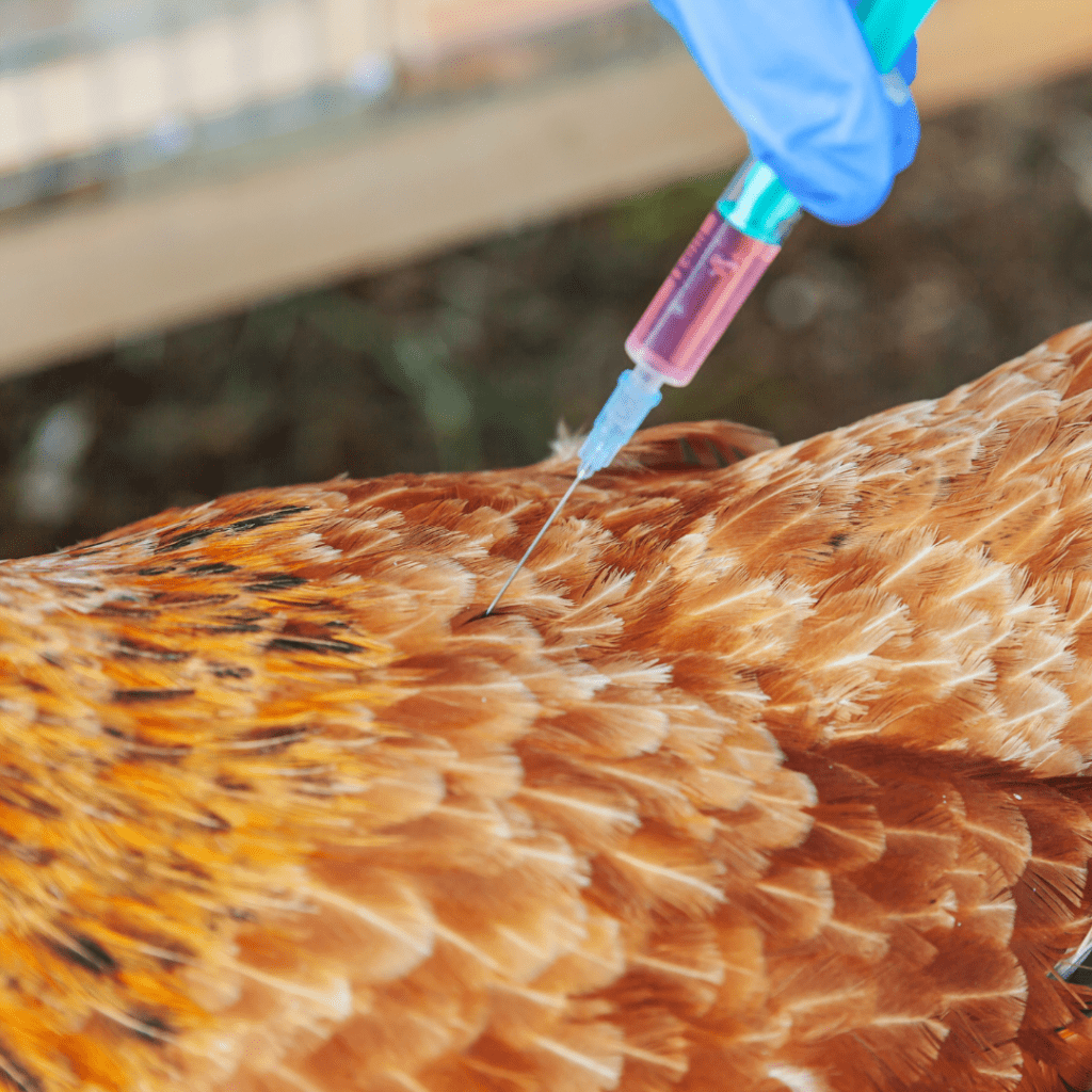 Pemberian vaksin terhadap ayam petelur sesuai umur dan dosis dapat meningkatkan kesehatan serta kekebalan ayam petelur terhadap serangan penyakit