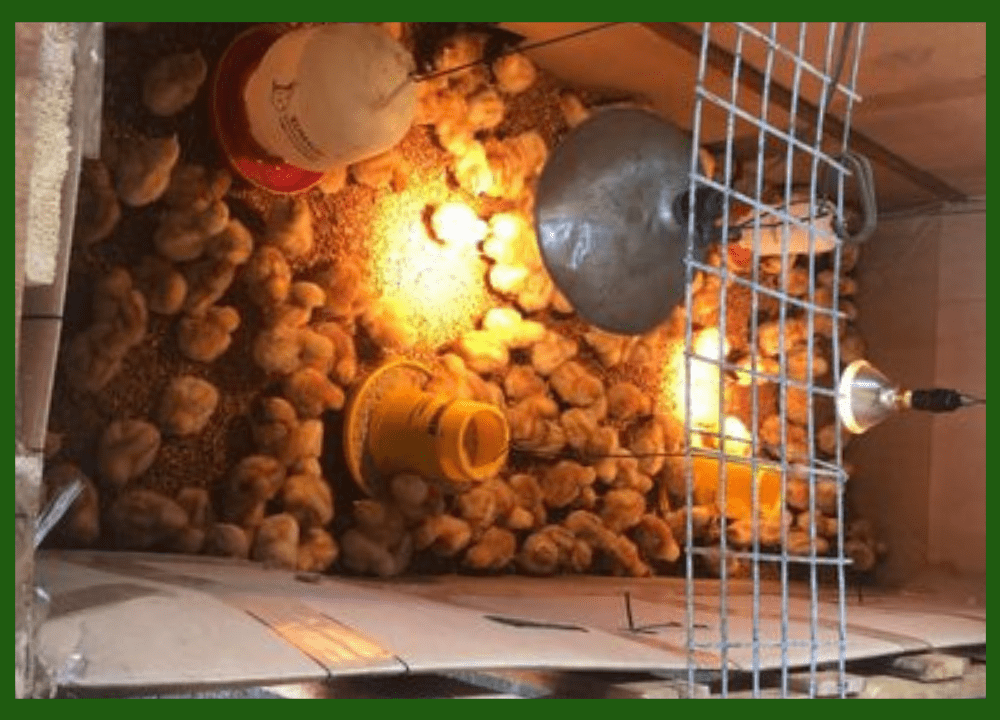 Ringkasan Cara Beternak Ayam Petelur untuk Pemula