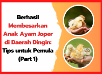 Berhasil Membesarkan Anak Ayam Joper di Daerah Dingin: Tips untuk Pemula (Part 1) Berhasil Membesarkan Anak Ayam Joper di Daerah Dingin Tips untuk Pemula (Part 1) | thumbnail