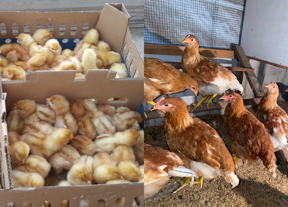 Jual Ayam Petelur Tujuan Kota Bekasi - BERGARANSI