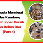 Rahasia Membuat Alas Kandang Ayam Joper Bersih dan Bebas Bau (Part 4) | cover