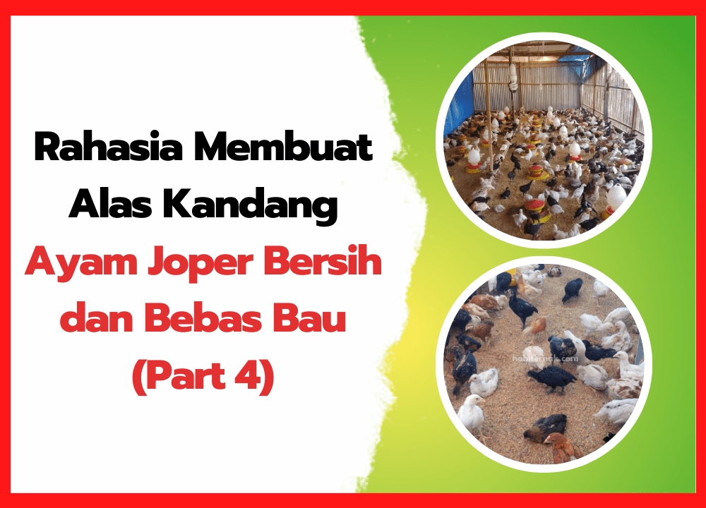 Rahasia Membuat Alas Kandang Ayam Joper Bersih dan Bebas Bau (Part 4) | cover