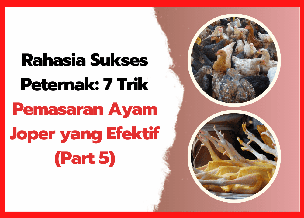 Rahasia Sukses Peternak 7 Trik Pemasaran Ayam Joper yang Efektif (Part 5) ~ cover