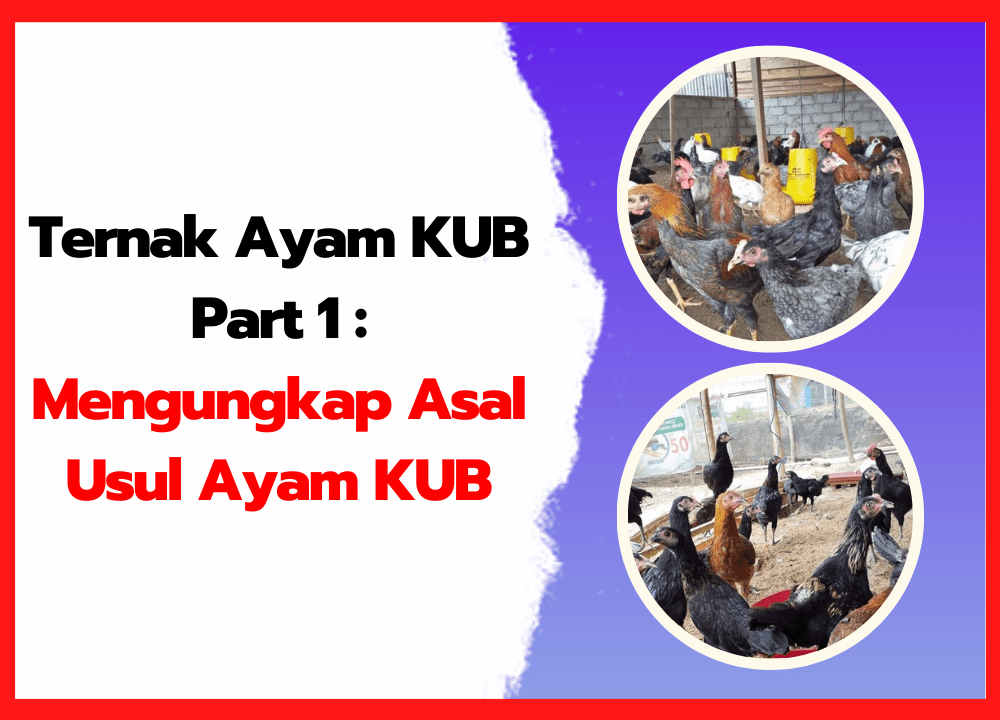 Ternak Ayam KUB Part 1 Mengungkap Asal Usul Ayam KUB | cover