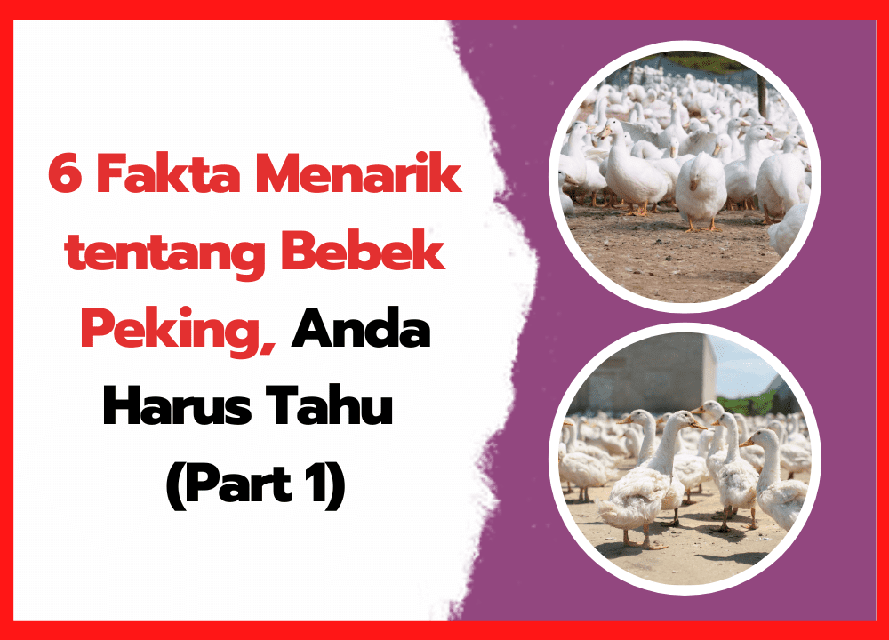 6 Fakta Menarik tentang Bebek Peking, Anda Harus Tahu (Part 1) | cover