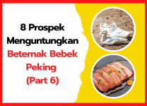 8 Prospek Menguntungkan Beternak Bebek Peking Peluang Bisnis yang Menjanjikan | cover