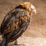 Cara Penanganan Ayam KUB Sakit yang Tepat dan Cepat Cara Penanganan Ayam KUB Sakit yang Tepat dan Cepat