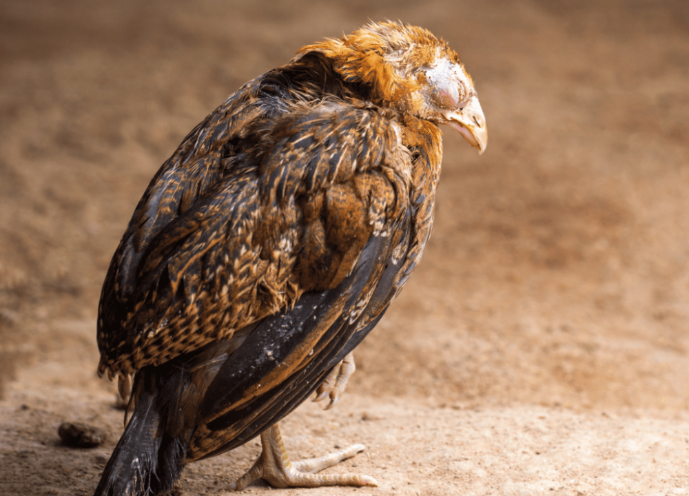 Cara Penanganan Ayam KUB Sakit yang Tepat dan Cepat