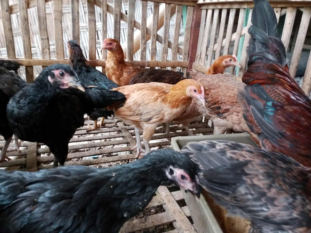Kandang lembap dan kotor dapat menjadi penyebab utama ayam mudah terserang penyakit