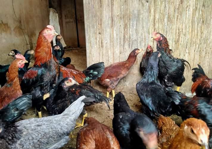 Ayam KUB (Kampung Unggul Balitbangtan)