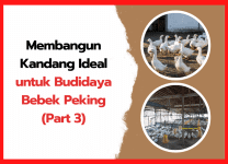 Membangun Kandang Ideal untuk Budidaya Bebek Peking: Menuju Pertumbuhan Optimal dan Keuntungan Maksimal (Part 3) Membangun Kandang Ideal untuk Budidaya Bebek Peking Menuju Pertumbuhan Optimal dan Keuntungan Maksimal (Part 3) | cover