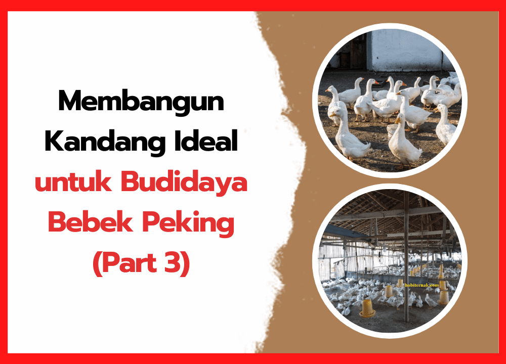 Membangun Kandang Ideal untuk Budidaya Bebek Peking Menuju Pertumbuhan Optimal dan Keuntungan Maksimal (Part 3) | cover