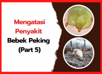 Mengatasi Penyakit Bebek Peking : Poin Penting dan Cara Pengobatan yang Efektif (Part 5) Mengatasi Penyakit Bebek Peking Poin Penting dan Cara Pengobatan yang Efektif (Part 5) | cover