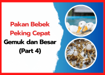Pakan Bebek Peking Cepat Gemuk dan Besar (Part 4) Pakan Bebek Peking Cepat Gemuk dan Besar (Part 4) | cover