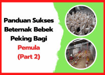 Panduan Sukses Beternak Bebek Peking Bagi Pemula Langkah-Langkah Menuju Kesuksesan (Part 2) | cover