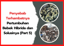 Penyebab Terhambatnya Pertumbuhan Bebek Hibrida dan Solusinya (Part 5) | cover