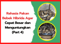 Rahasia Pakan Bebek Hibrida Agar Cepat Besar dan Menguntungkan (Part 4) | cover