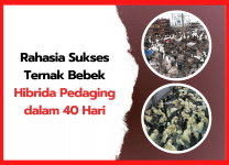 Rahasia Sukses Ternak Bebek Hibrida Pedaging dalam 40 Hari | cover