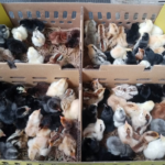 Tempat Terpercaya Membeli Bibit/DOC Ayam KUB Berkualitas Tempat Terpercaya Membeli Bibit/DOC Ayam KUB Berkualitas