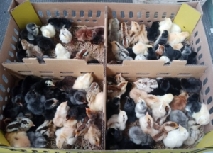 Tempat Terpercaya Membeli Bibit/DOC Ayam KUB Berkualitas
