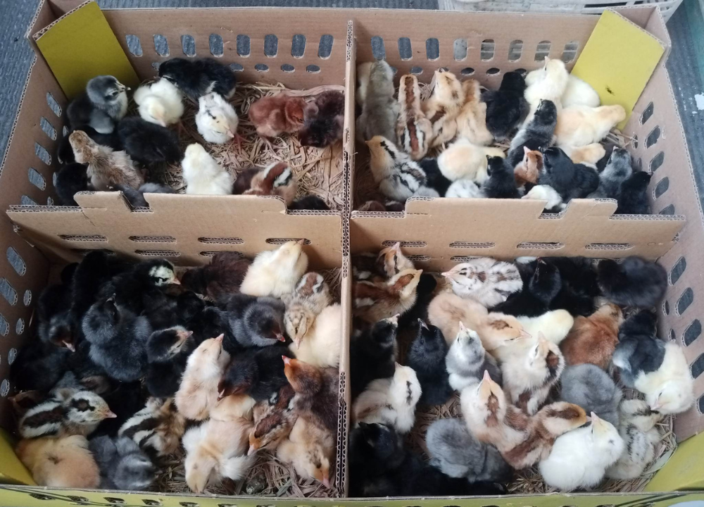 Tempat Terpercaya Membeli Bibit/DOC Ayam KUB Berkualitas