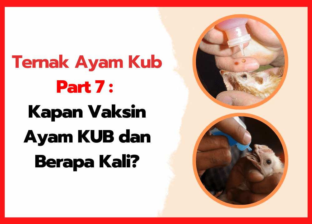 Ternak Ayam KUB Part 7 Kapan Vaksin Ayam KUB dan Berapa Kali | cover