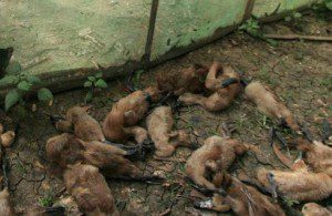 Berbagai jenis penyakit bisa menyerang kapan saja ke bebek yang Anda pelihara