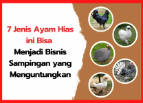 7 Jenis Ayam Hias ini Bisa Menjadi Bisnis Sampingan yang Menguntungkan | cover