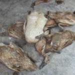 7 Penyakit Bebek Petelur dan Cara Mengatasinya 7 Penyakit Bebek Petelur dan Cara Mengatasinya