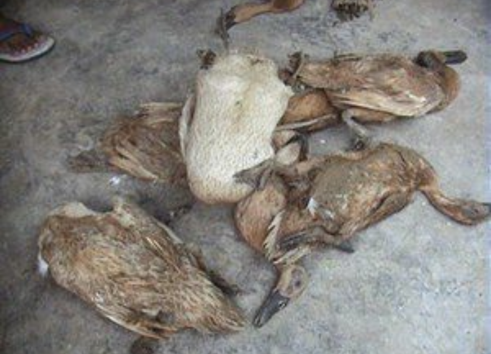 7 Penyakit Bebek Petelur dan Cara Mengatasinya