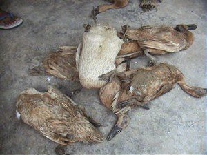 Penyakit bisa menyerang bebek jika manajemen pemeliharaan peternak ada kesalahan