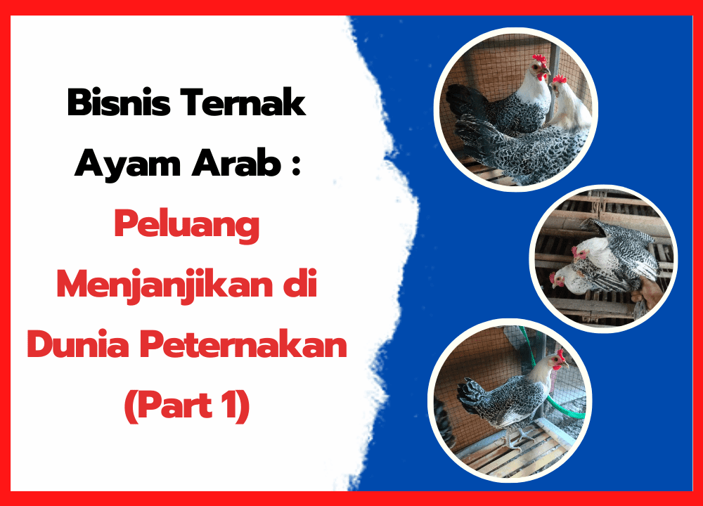 Bisnis Ternak Ayam Arab Peluang Menjanjikan di Dunia Peternakan (Part 1) ~ cover