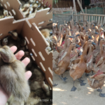 Hobiternak.com: Pusat Bibit Bebek Mojosari & Bayah Siap Telur Terpercaya Hobiternak.com: Pusat Bibit Bebek Mojosari & Bayah Siap Telur Terpercaya