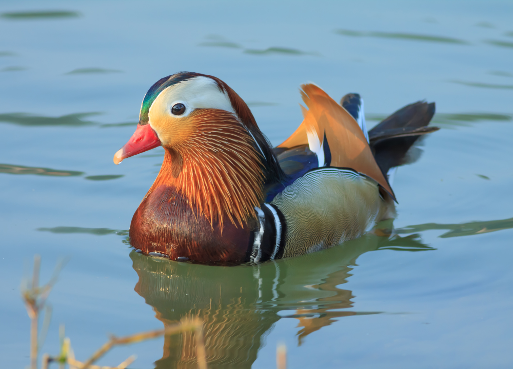 Informasi Menarik Tentang Bebek Mandarin, Bebek Terindah di Dunia