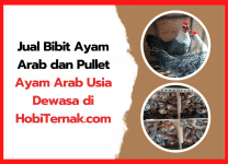 Jual Bibit Ayam Arab dan Pullet Ayam Arab di Hobiternak.com Jual Bibit Ayam Arab dan Pullet Ayam Arab Usia Dewasa di HobiTernak.com | cover