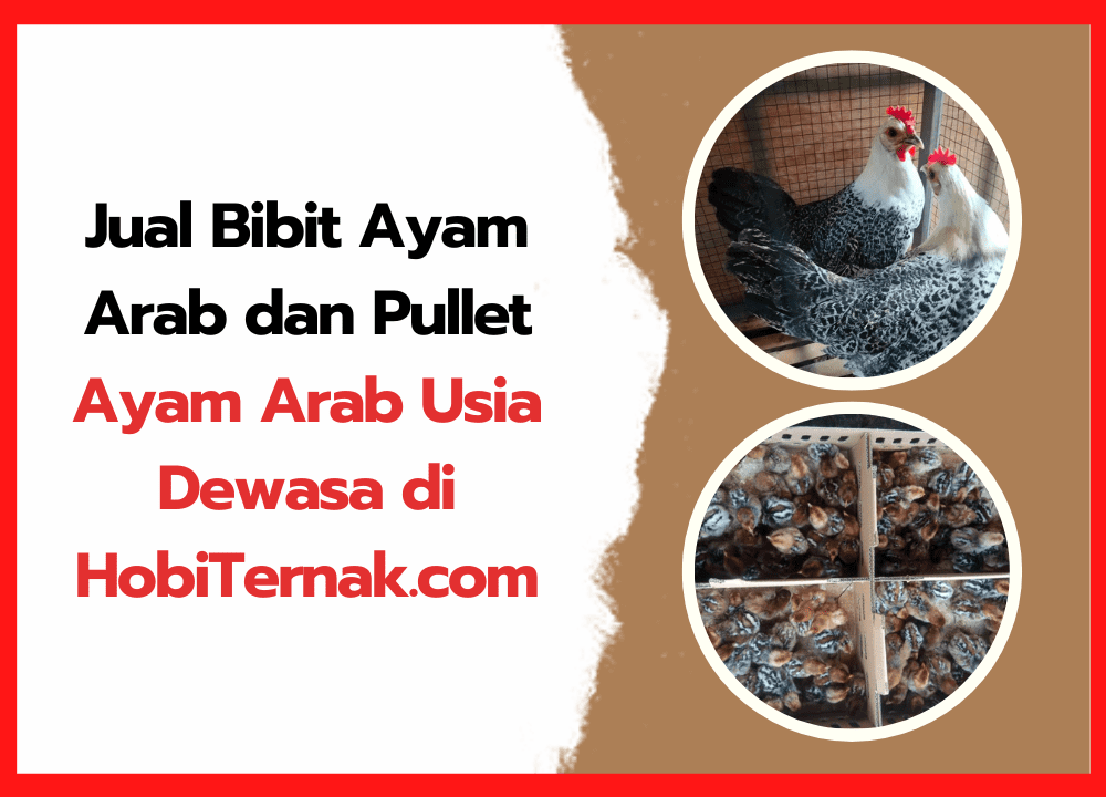 Jual Bibit Ayam Arab dan Pullet Ayam Arab Usia Dewasa di HobiTernak.com | cover