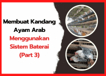 Membuat Kandang Ayam Arab Menggunakan Sistem Baterai (Part 3) | cover