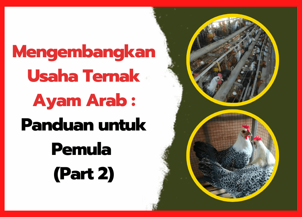 Mengembangkan Usaha Ternak Ayam Arab Panduan untuk Pemula (Part 2) | cover