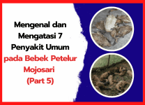 Mengenal dan Mengatasi 7 Penyakit Umum pada Bebek Petelur Mojosari (Part 5) Mengenal dan Mengatasi 7 Penyakit Umum pada Bebek Petelur Mojosari (Part 5) | cover