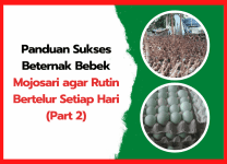 Panduan Sukses Beternak Bebek Mojosari agar Rutin Bertelur Setiap Hari (Part 2) | cover