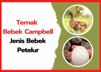Ternak Bebek Campbell Jenis Bebek Petelur | cover